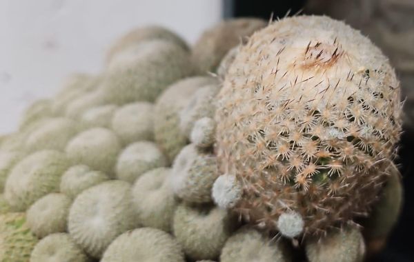 Epithelantha-pachyrhiza-SB325